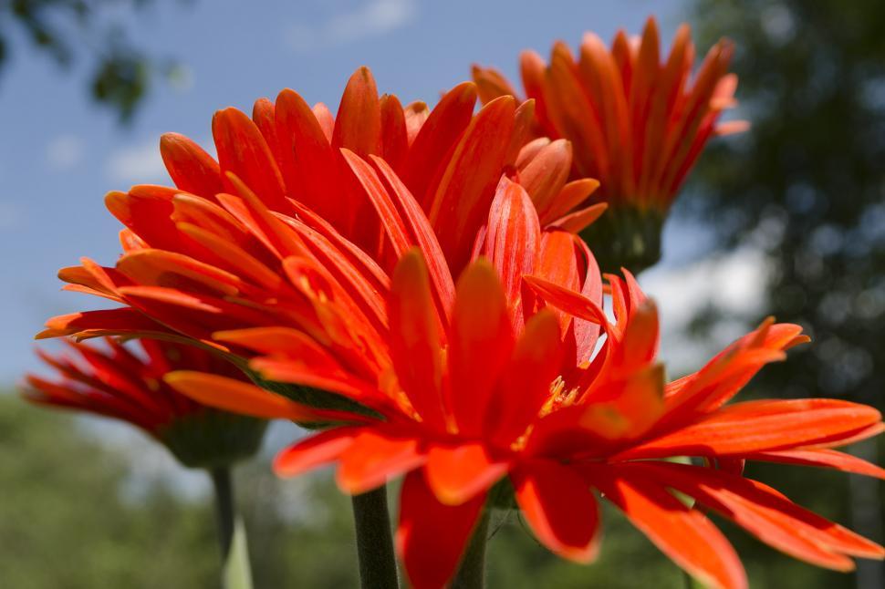 Free Image of Orange Gerbera Daisies 