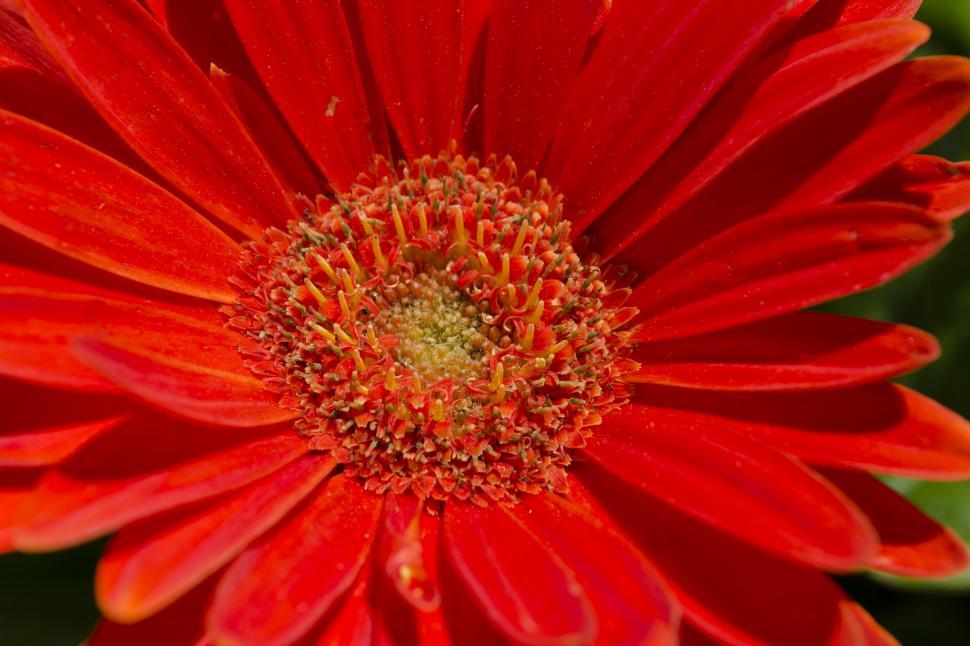 Free Image of Close-up of an Orange Gerbera Daisy 