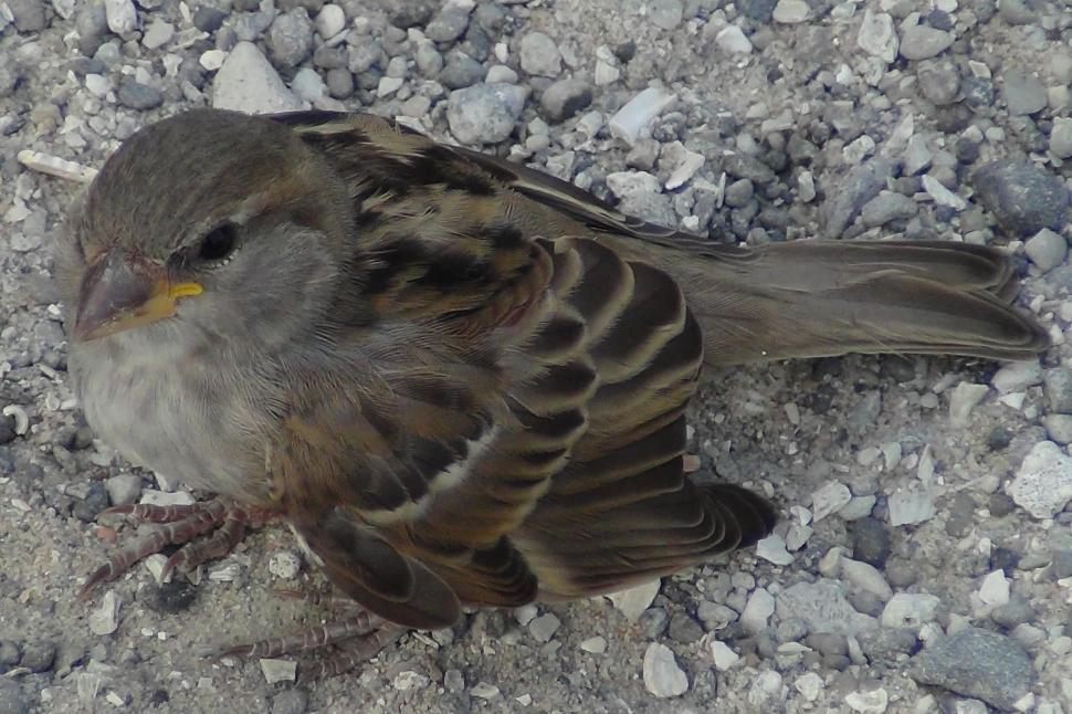Free Image of Small Finch 