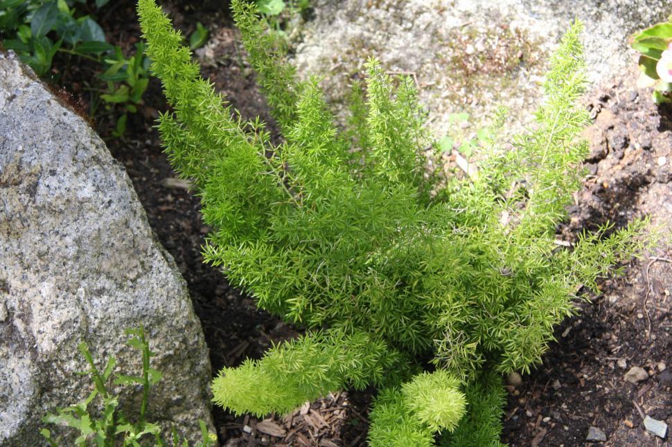 Free Image of Asparagus fern 