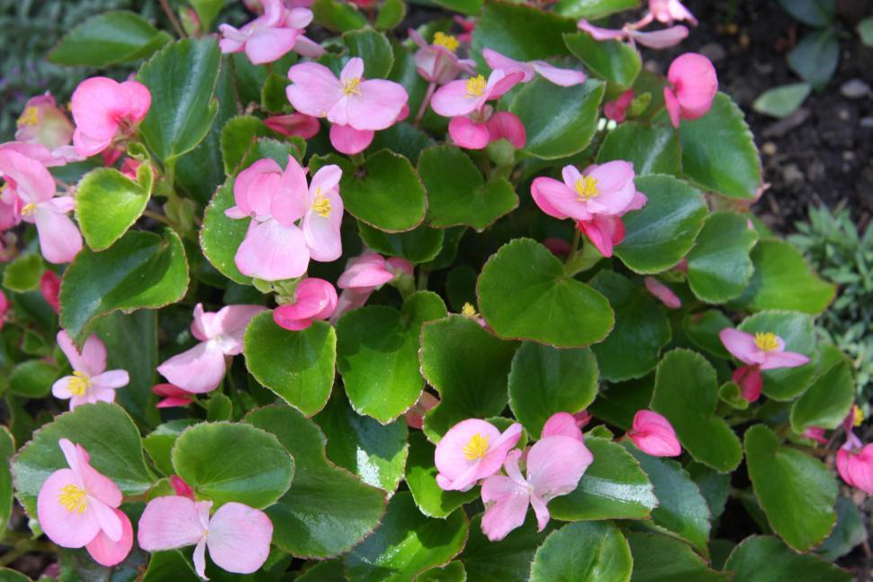 Free Image of Begonias 1 