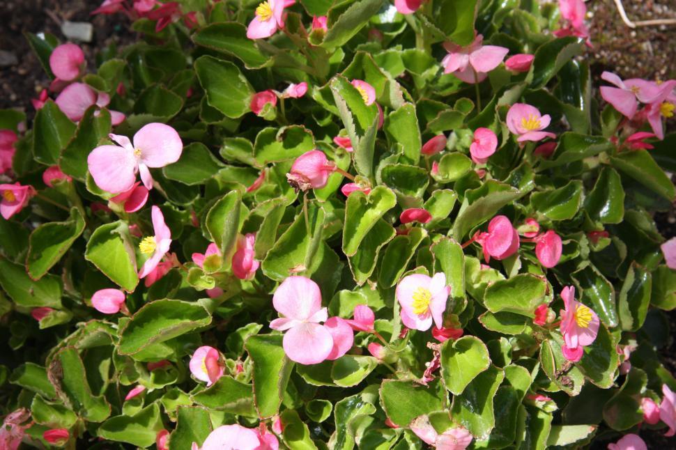 Free Image of Begonias 