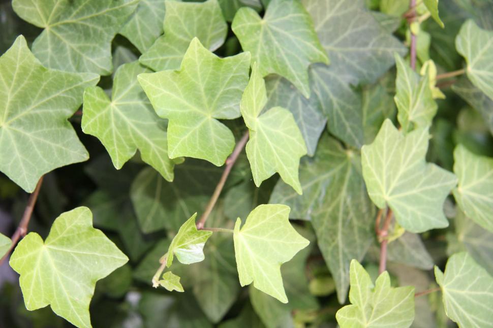 Free Image of Ivy 2 