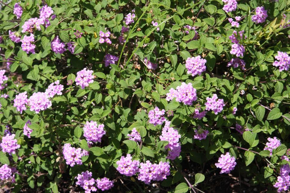 Free Image of lantana 