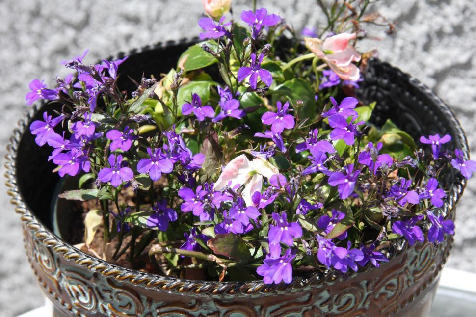 Free Image of lobelia 