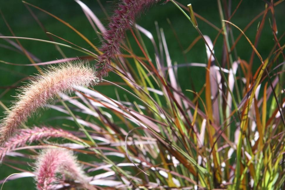 Free Image of Ornamental grass 