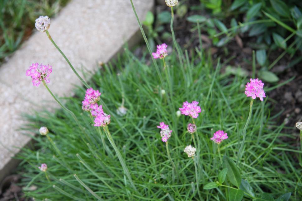 Free Image of Sea thrift 