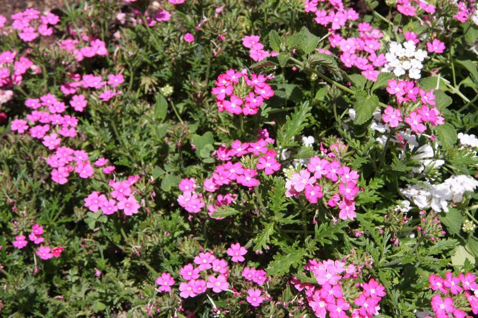 Free Image of Verbena 