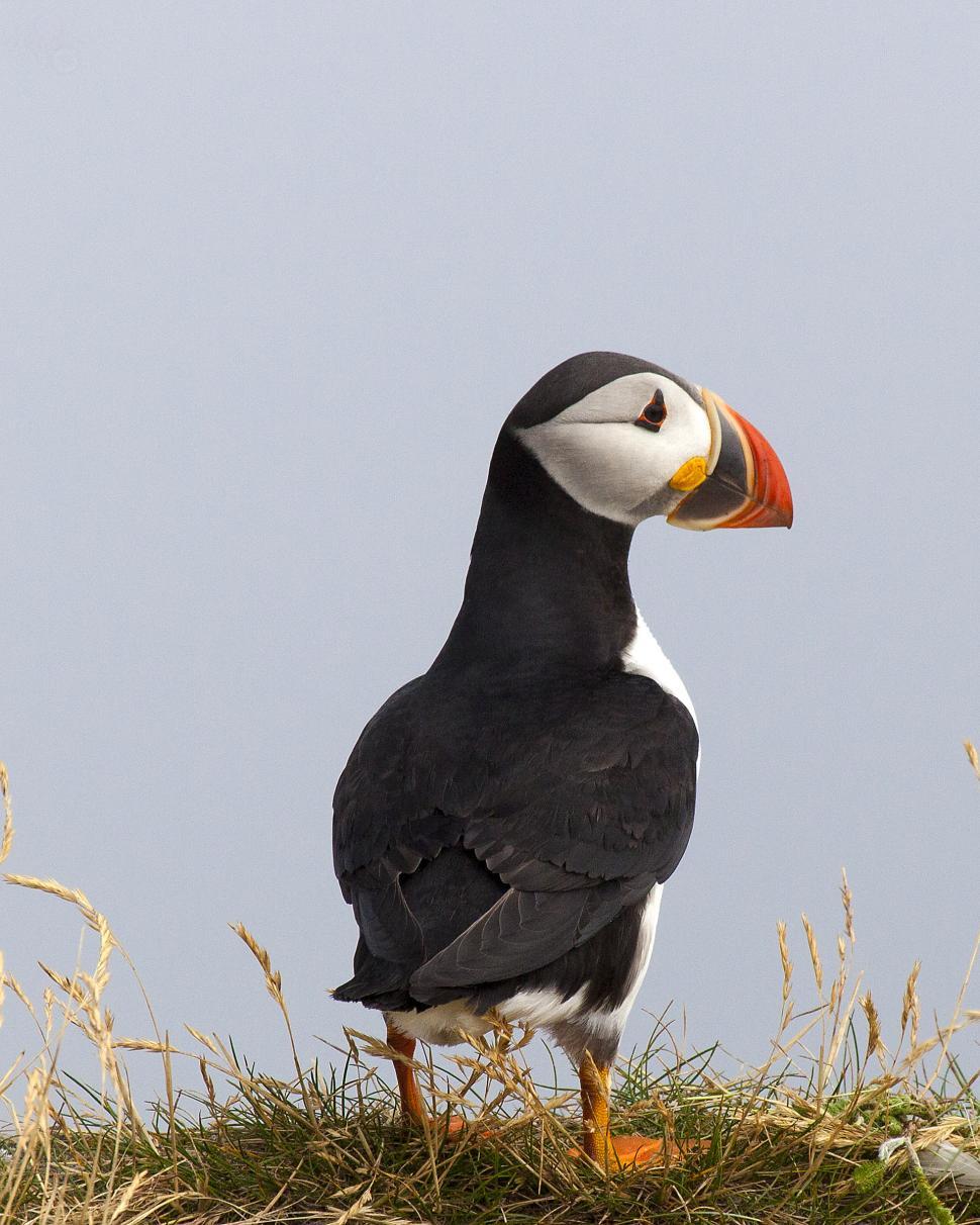 Free Image of Puffin 