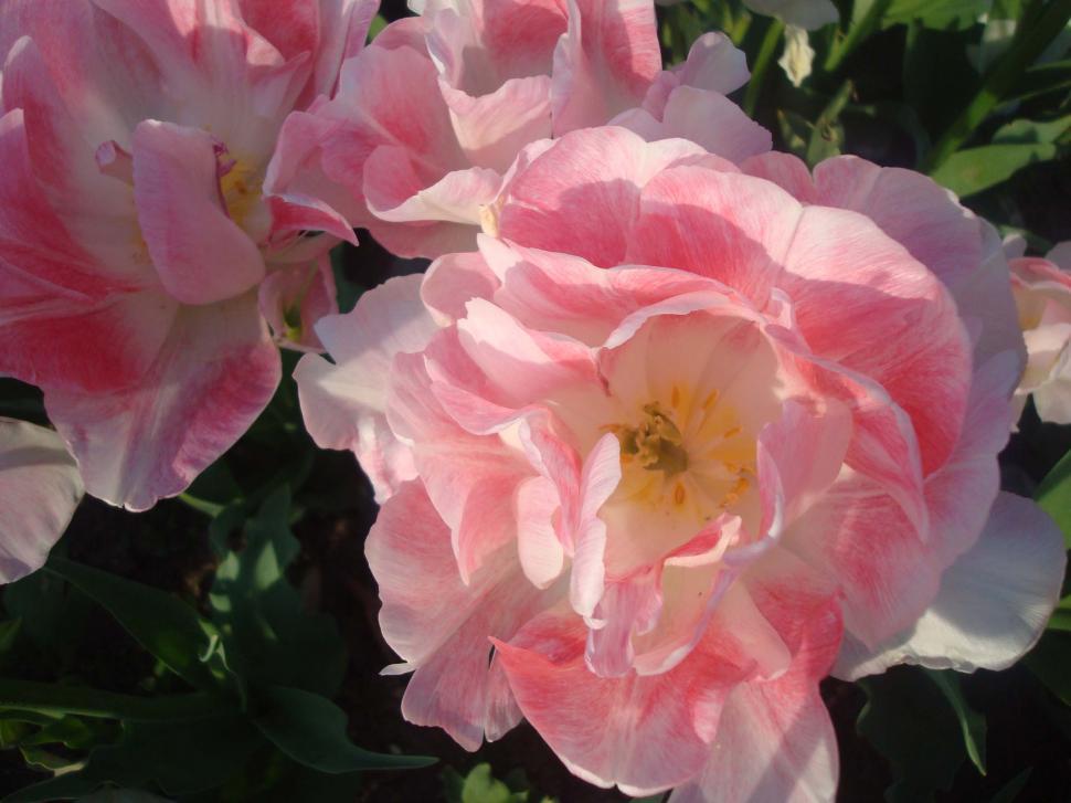 Free Image of Close Up of a Bunch of Pink Flowers 