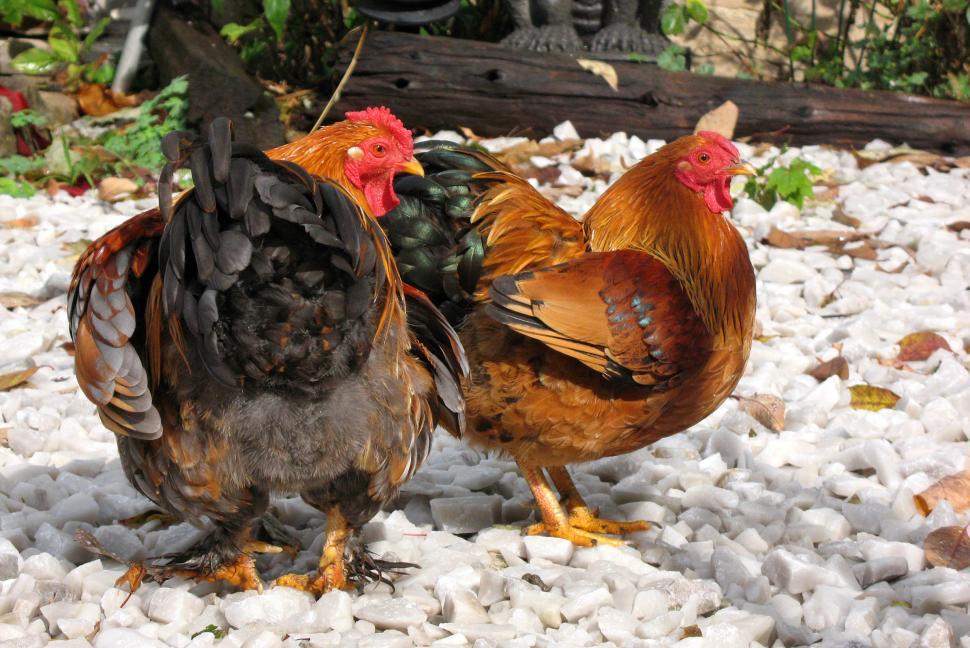 Free Image of Chickens 