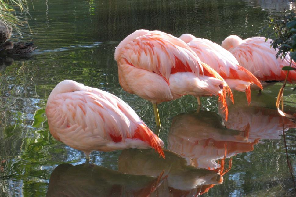 Free Image of A Group of Pink Flamingos Standing in the Water 
