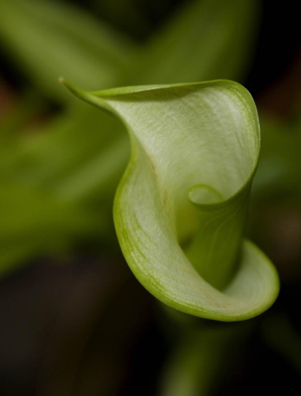 Free Image of Close Up of Flower With Blurry Background 