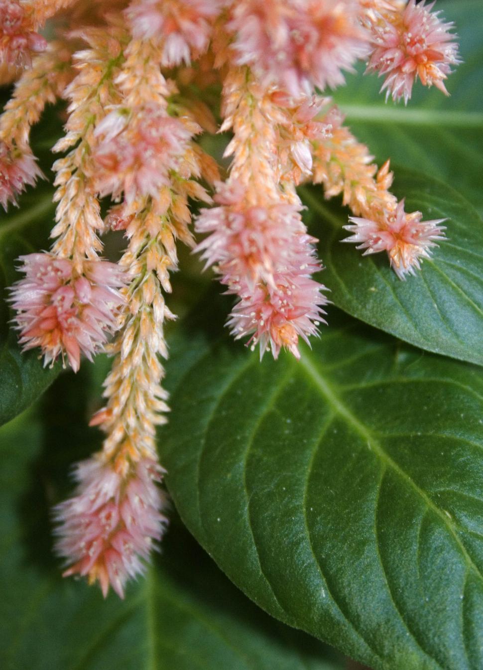 Free Image of Close Up of a Flower on a Green Leaf 