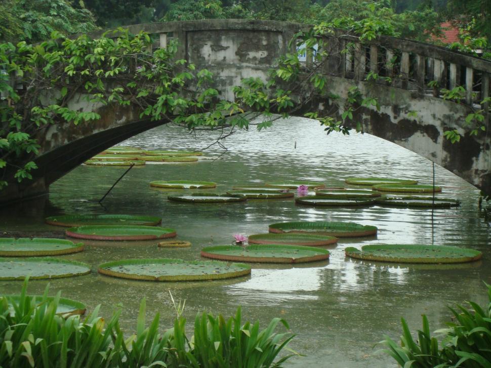 Free Image of Giant Lillies at Bangkok Park 