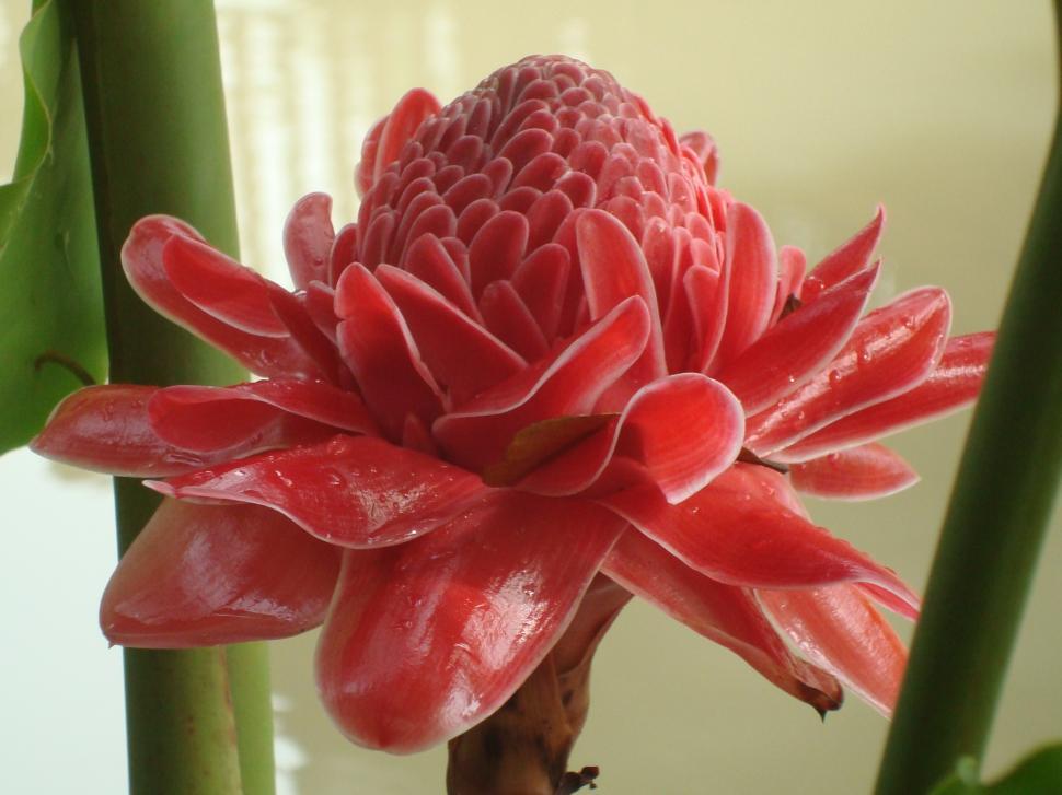 Free Image of Bright Tropical Flowers 
