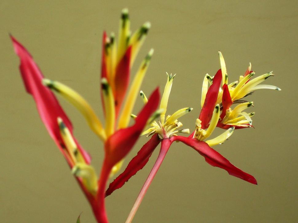 Free Image of Bright Tropical Flowers 