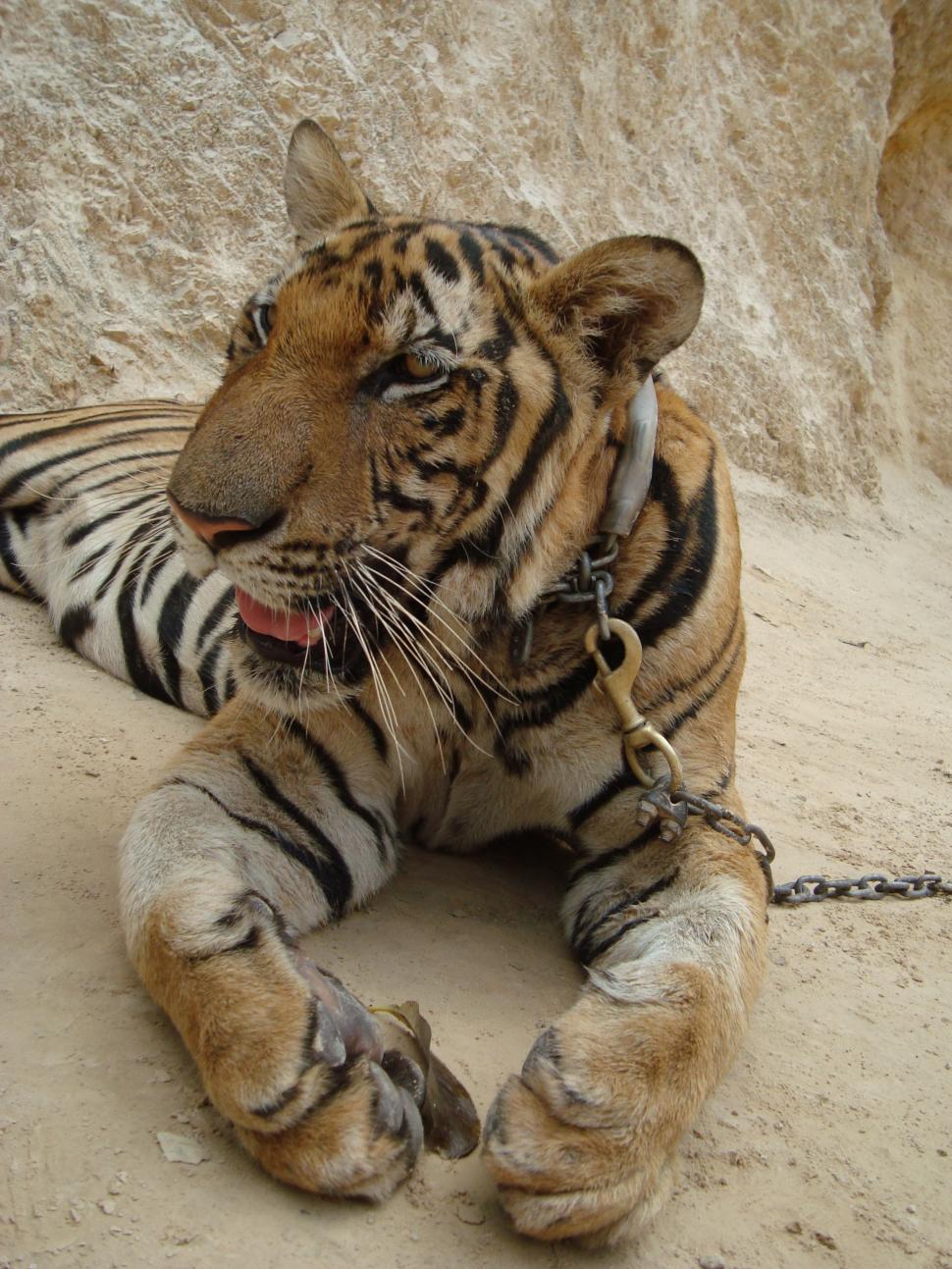 Free Image of Tiger 