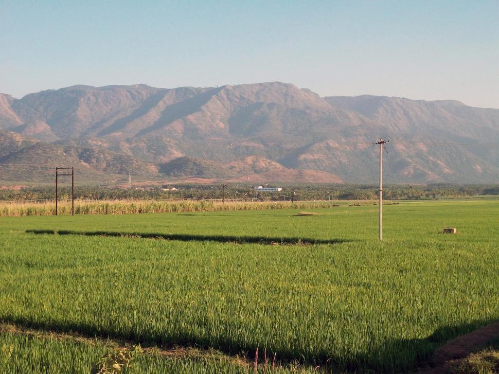 Free Image of Green Paddy Field Landscape 
