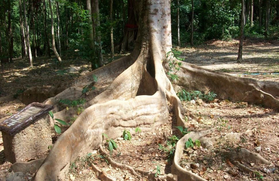 Free Image of Large Tree Roots 