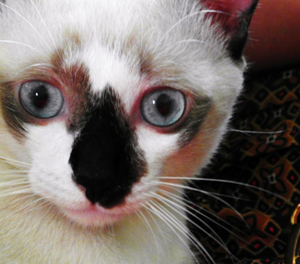 Free Image of White and Black Burmese Cat 