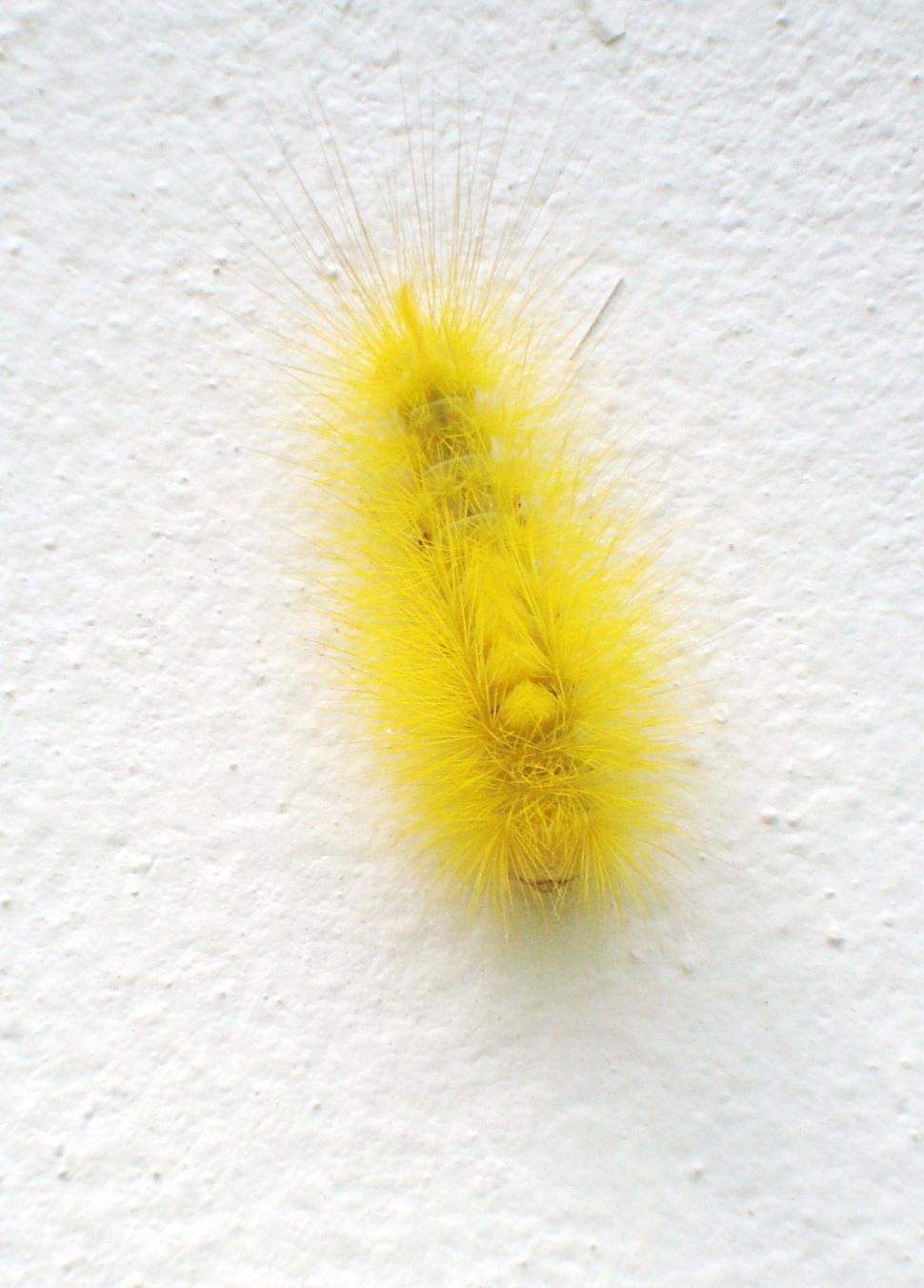 Free Image of Bright Yellow Caterpillar 