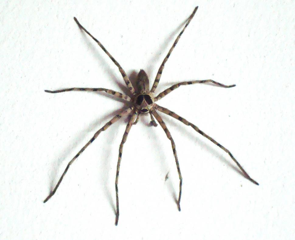 Free Image of Large House Spider 