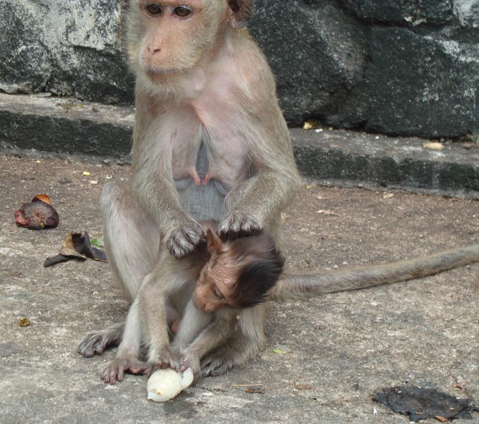 Free Image of Mother and baby monkey 