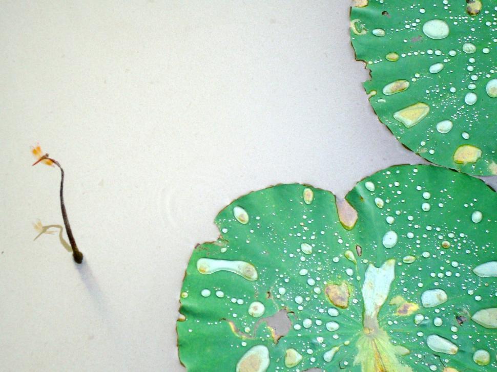 Free Image of Lonely Dragonfly 
