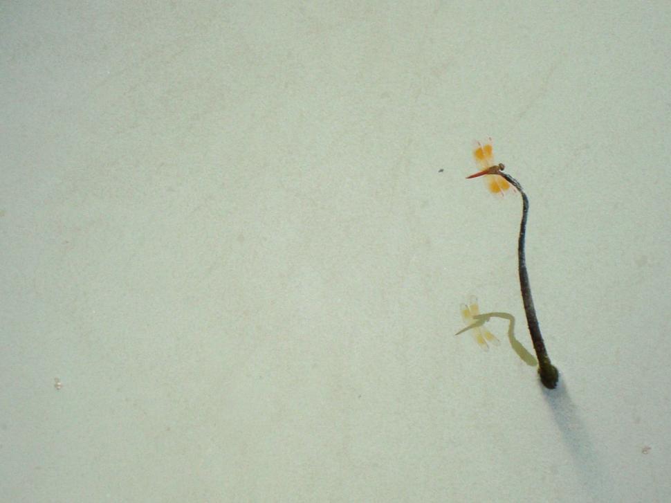 Free Image of Lonely Dragonfly 