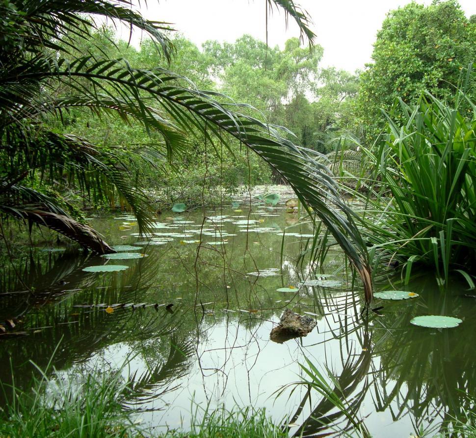 Free Image of Tropical Lilly Pond 