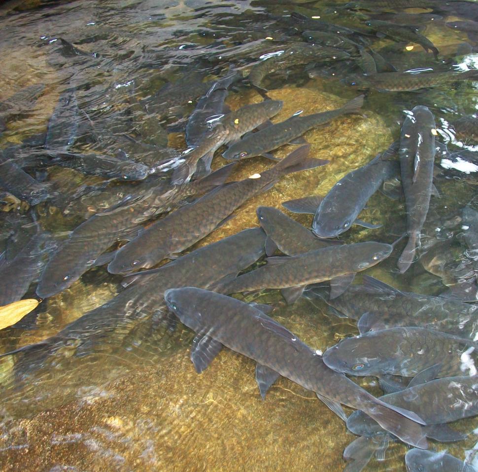 Free Image of Black Carp 