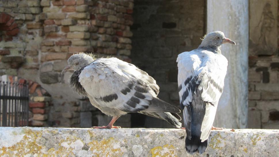 Free Image of Pigeons at Torcello (Venice) 