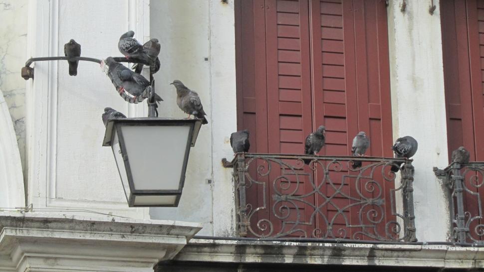 Free Image of Doves in Piazza San Marco 