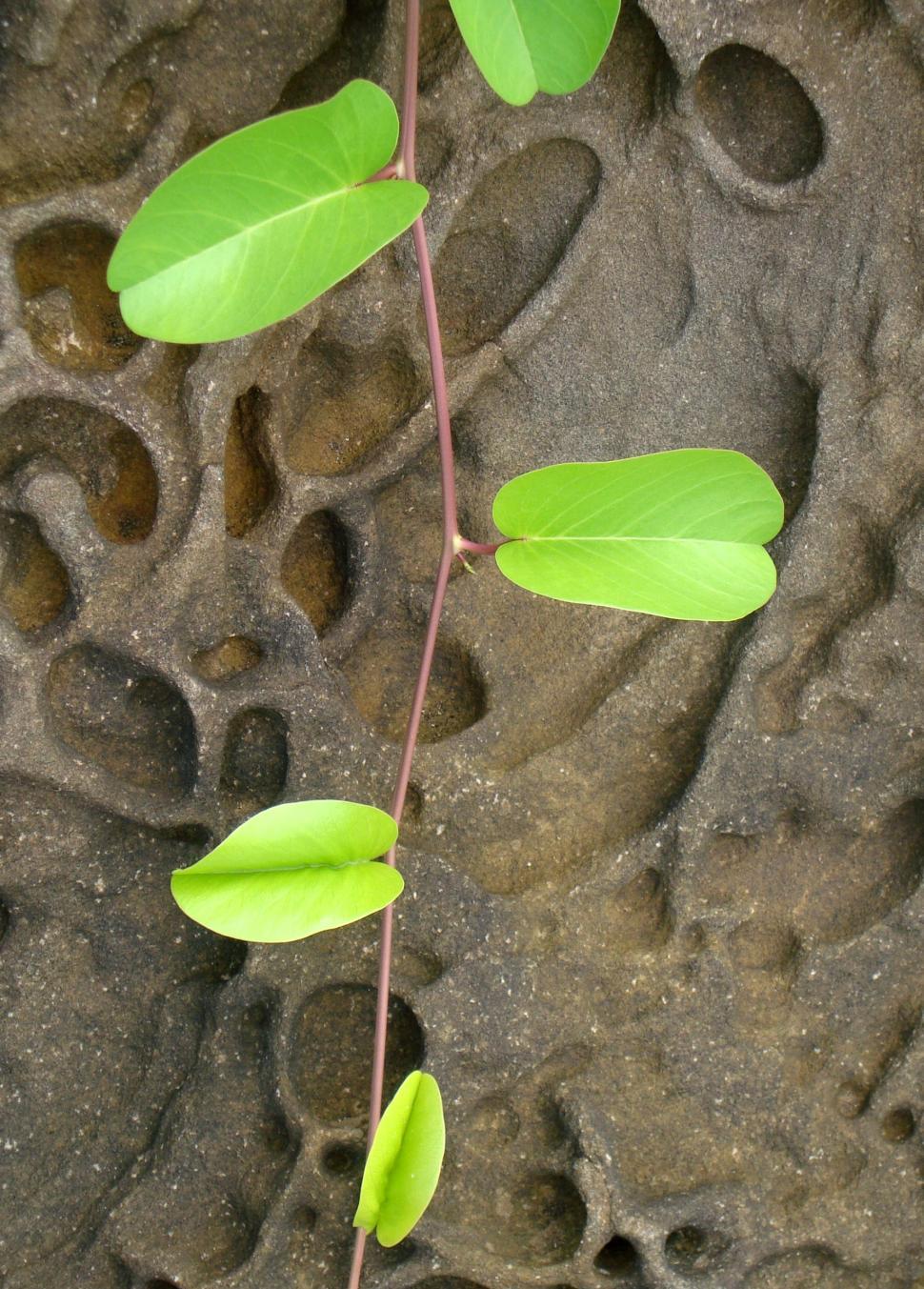 Free Image of Plant on Strange Rock Formation Background 
