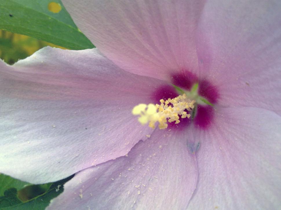 Free Image of Violet Hibiscus 