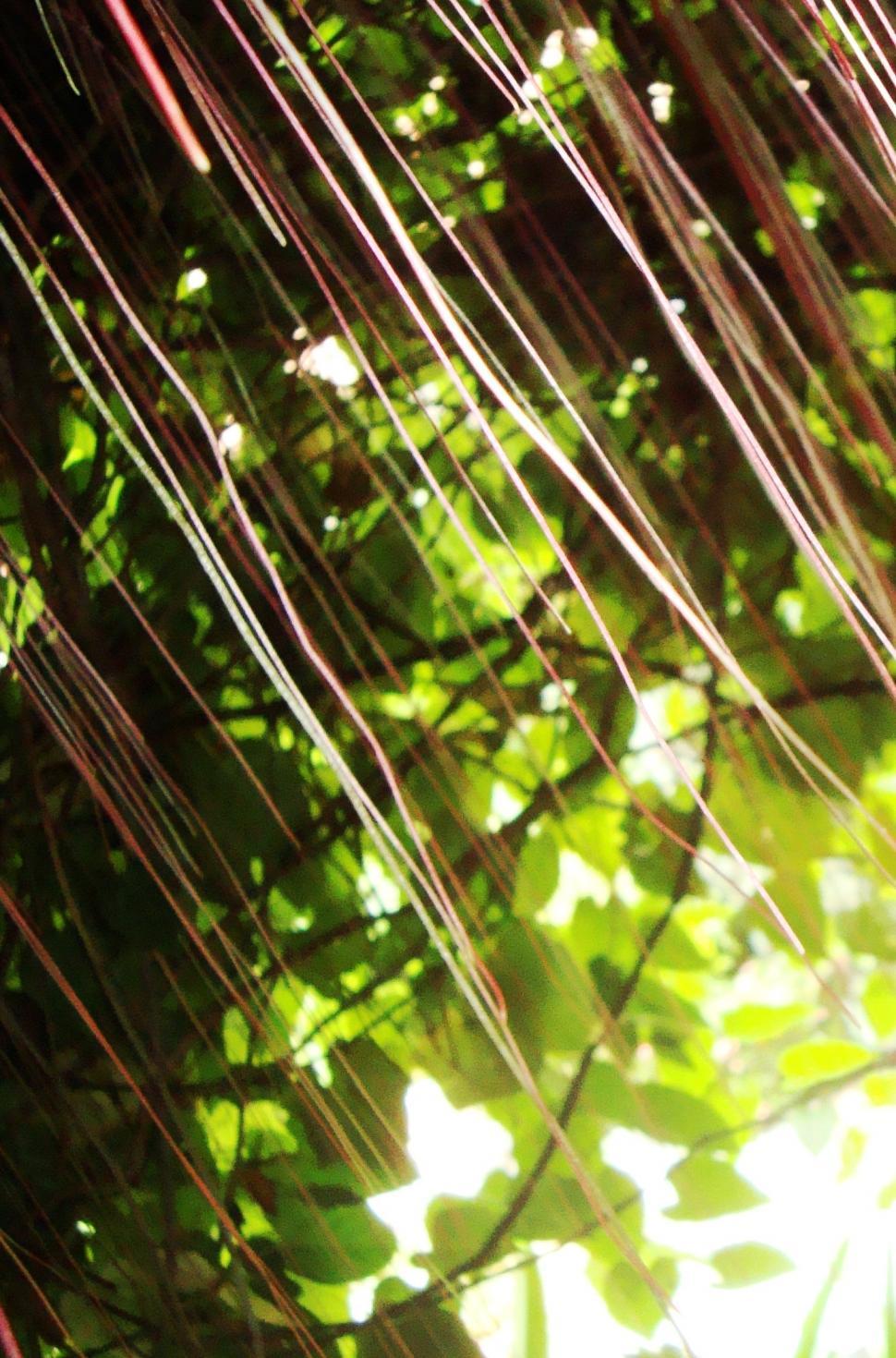 Free Image of Abstract Jungle Pattern 