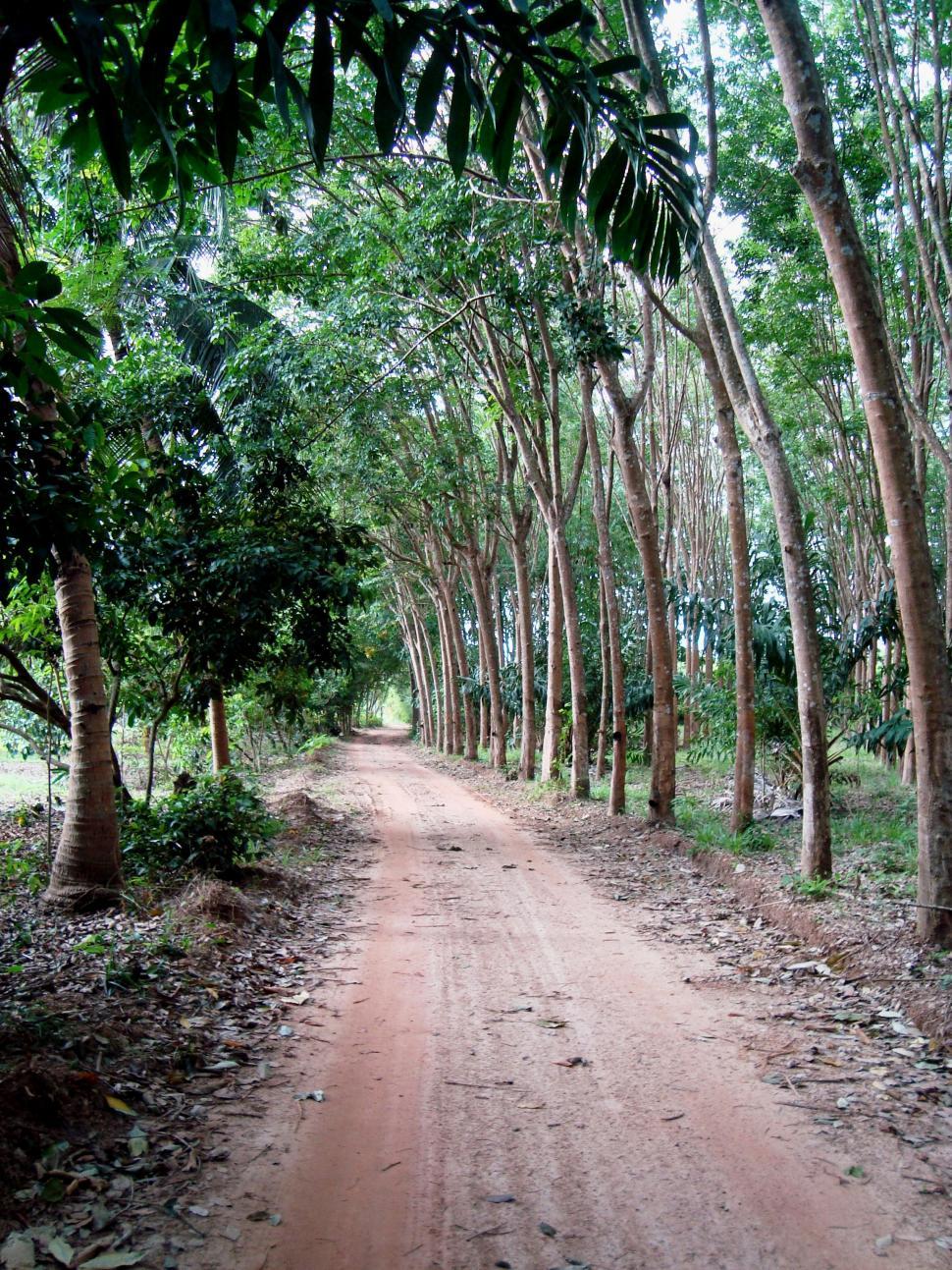 Free Image of Forest Dirt Road 