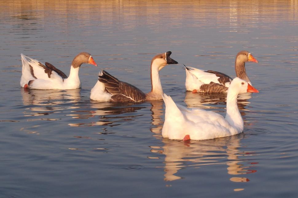 Free Image of Geese 