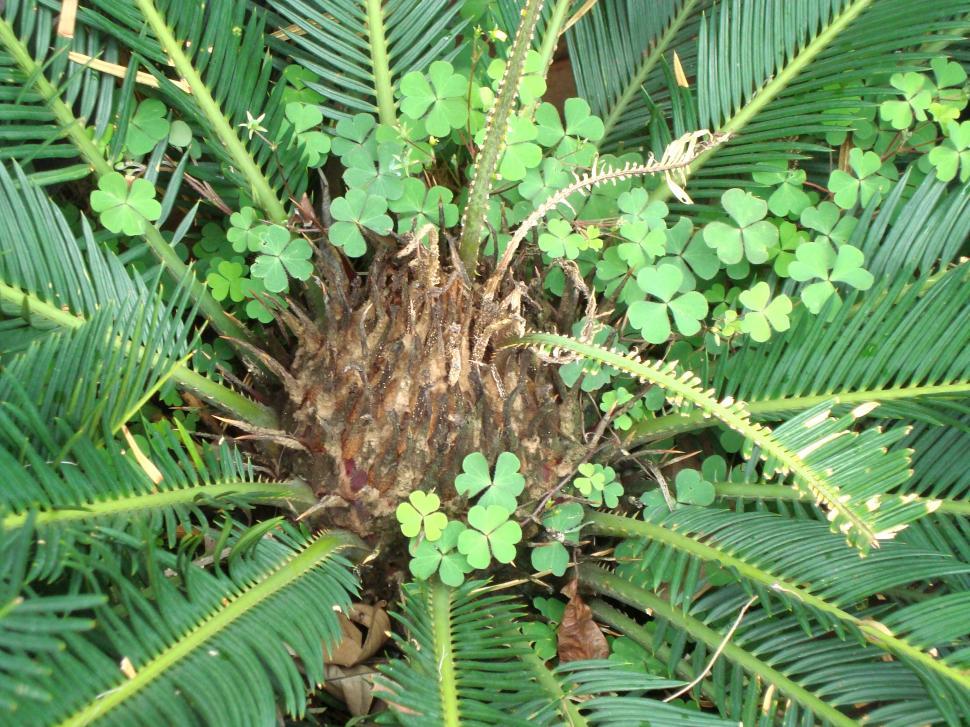 Free Image of Fern in nature 
