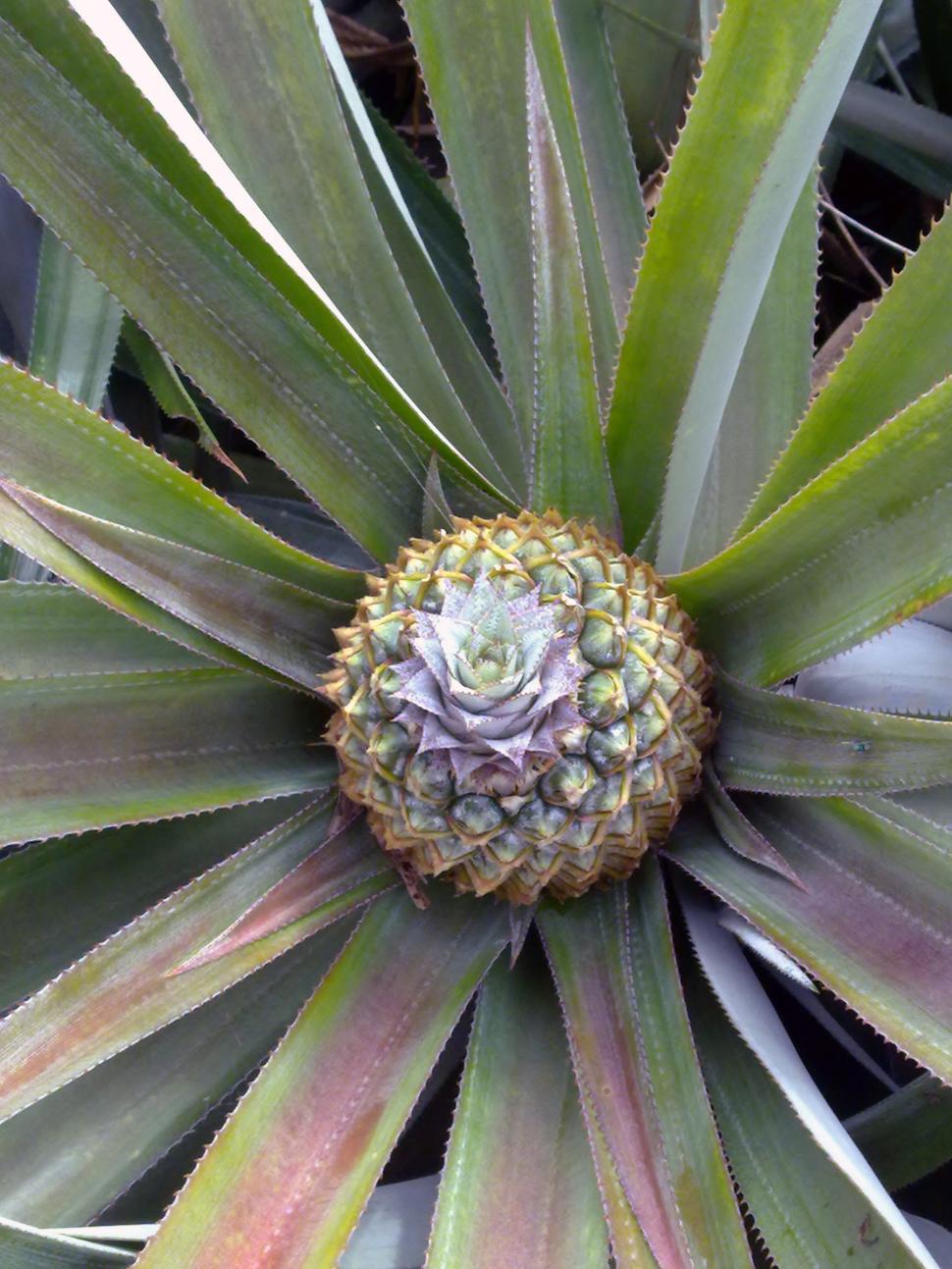 Free Image of Pine Apple Fruit Top View 