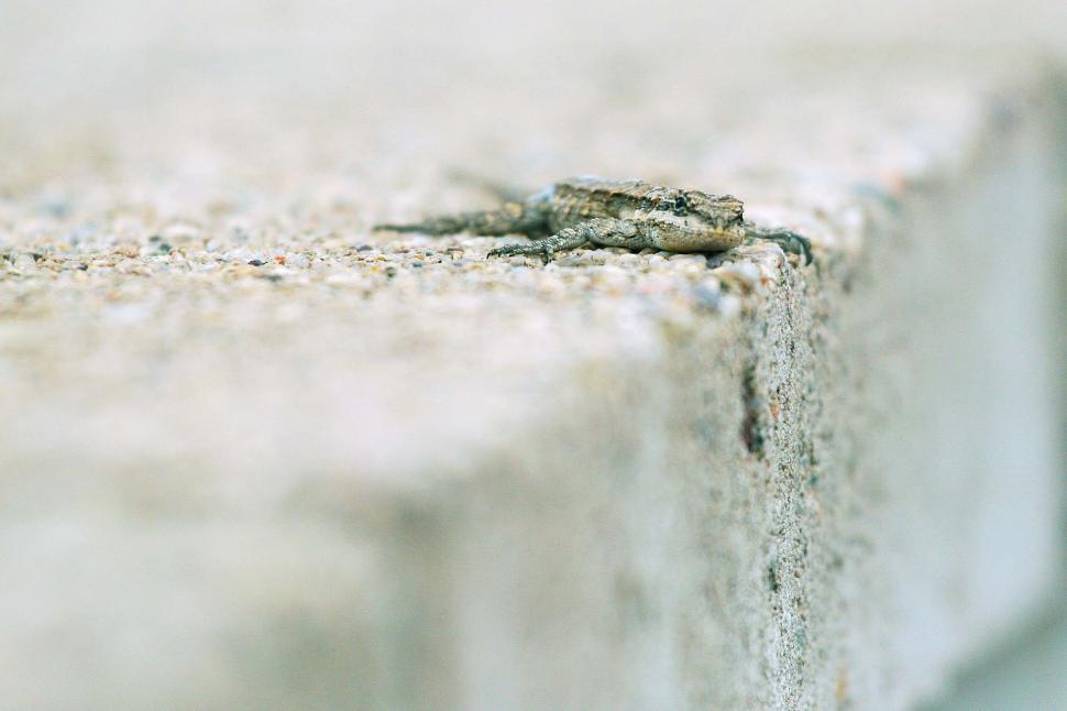 Free Image of Lizard on wall 