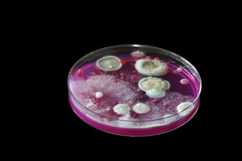 Free Image of Microbiology 