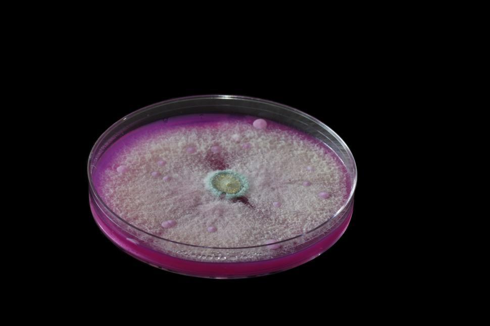 Free Image of Microbiology 