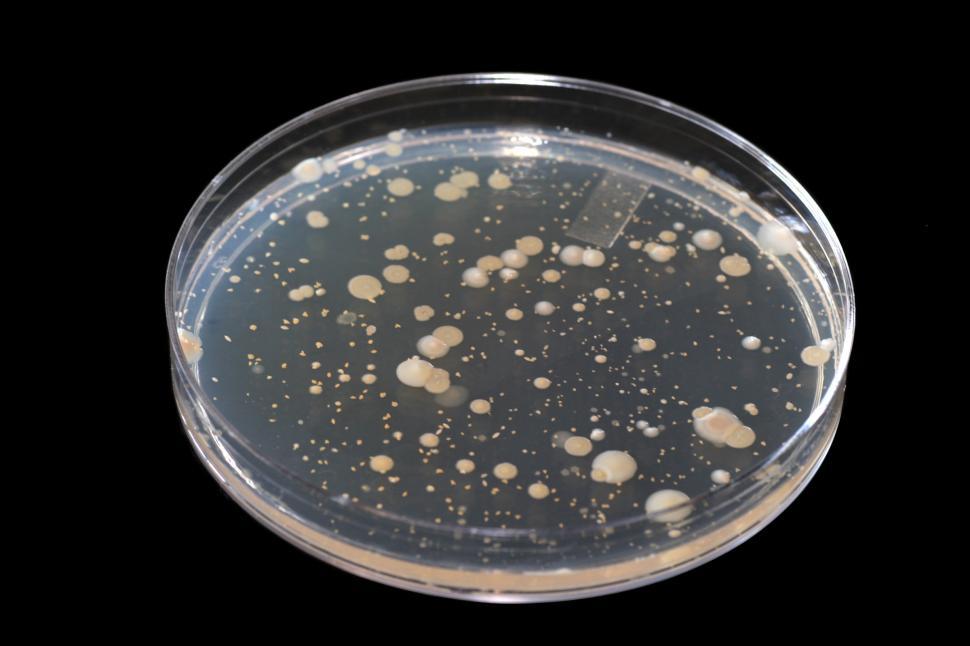 Free Image of Microbiology 