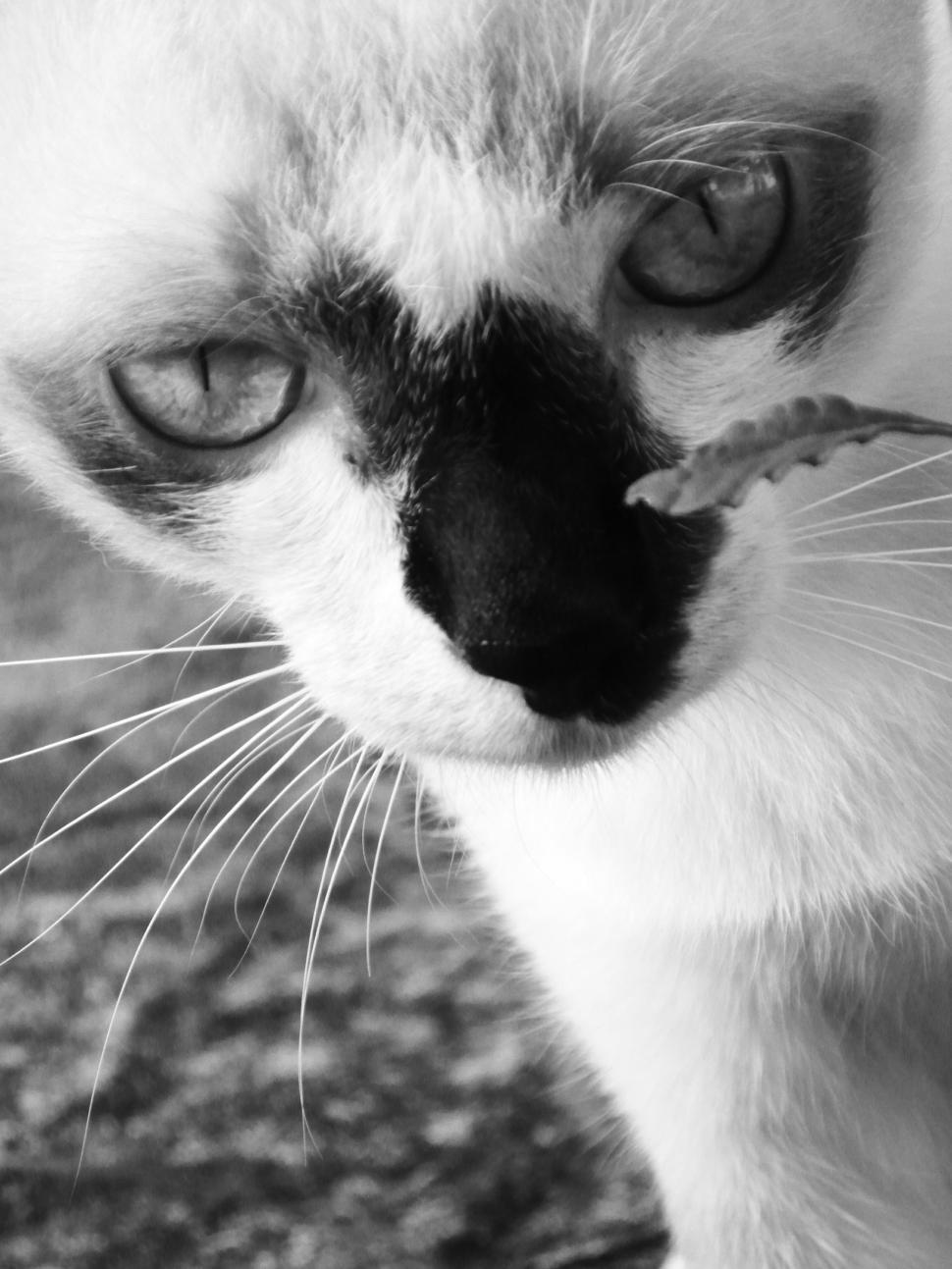Free Image of Burmese Cat B&W 