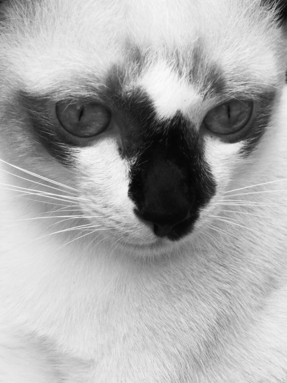 Free Image of Burmese Cat B&W 