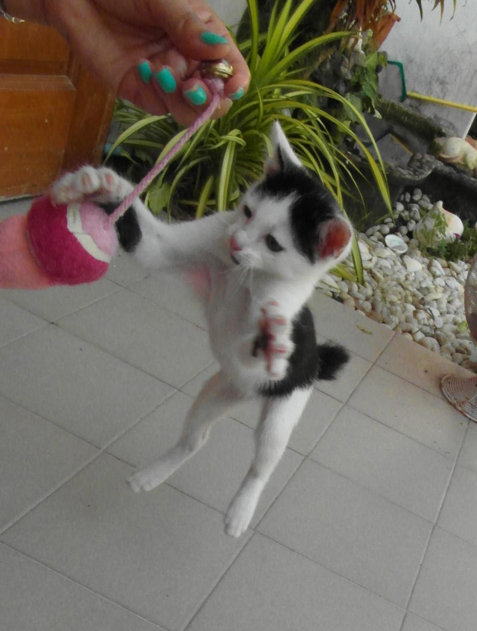 Free Image of Jumping Kitten 