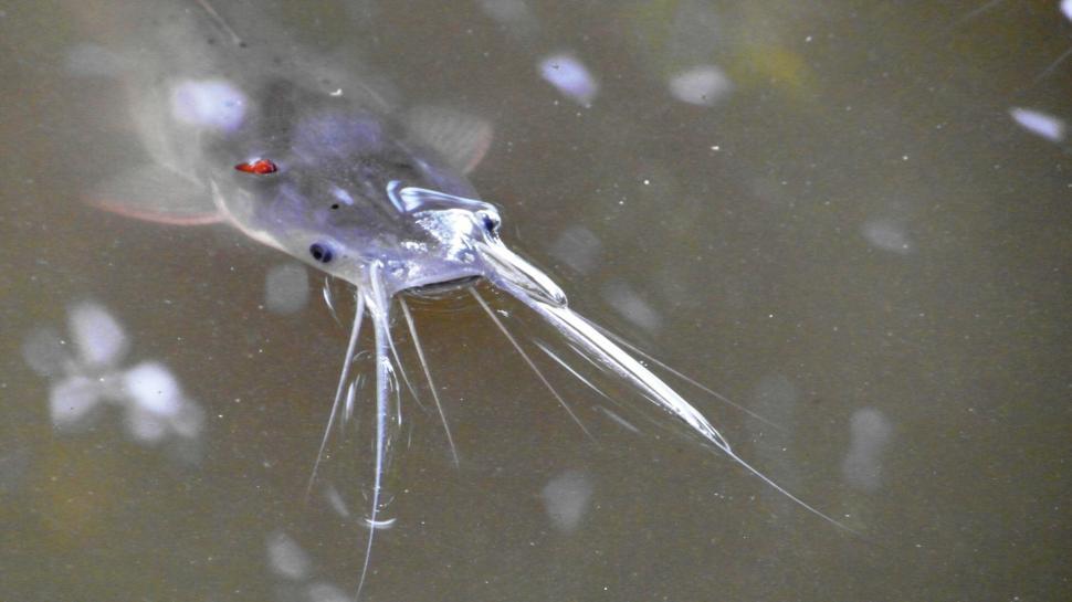 Free Image of Catfish 