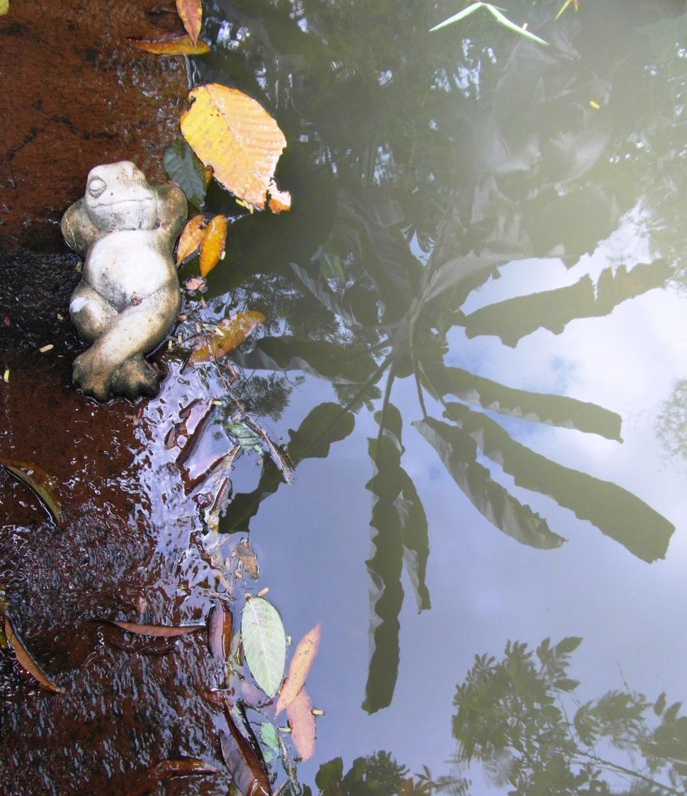Free Image of Lazy Frog in Tropical Paradise 
